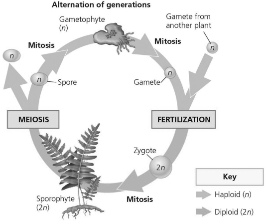 The following question refers to the generalized life cycle for land plants shown in the figure.    -In the figure,which structure produces haploid gametes by mitosis? A) Gametophyte B) Spore C) Sporophyte D) Zygote
