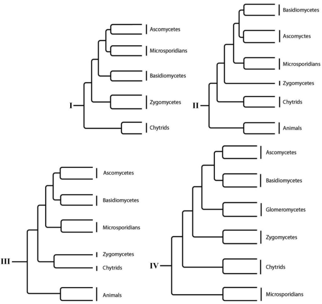 The following question(s) refer to the phylogenetic trees.    -Which tree depicts all of the currently recognized major groups of fungi? A) I B) II C) III D) IV