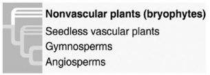   What is true of the phylogenetic tree in the figure? 1) It depicts uncertainty about whether the bryophytes or the vascular plants evolved first. 2) It is hypothetical. 3) It shows that ferns are the closest living relatives to the seed plants. 4) It indicates that seeds are a shared ancestral character of all vascular plants. A) 1 only B) 2 only C) 3 and 4 only D) 1 and 3 only