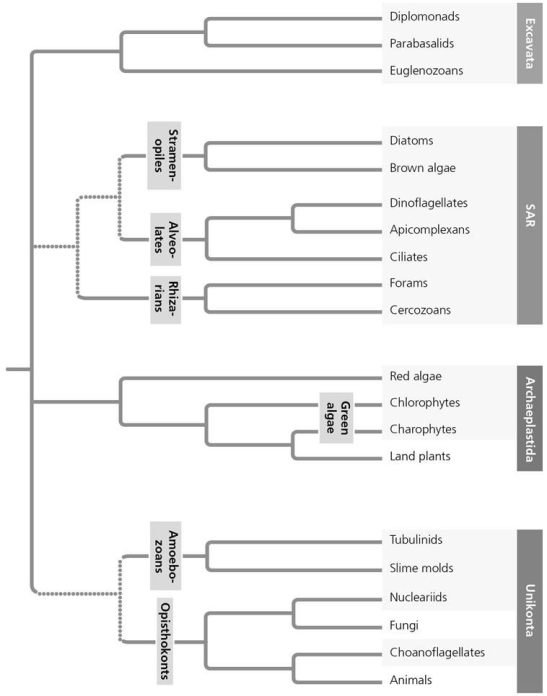 Based on the phylogenetic tree in the figure given below,which of the following statements is correct?   A) The most recent common ancestor of Excavata is older than that of SAR. B) The most recent common ancestor of red algae and plants is older than that of nucleariids and fungi. C) The most basal (first to diverge) eukaryotic supergroup cannot be determined. D) Excavata is the most basal eukaryotic supergroup.