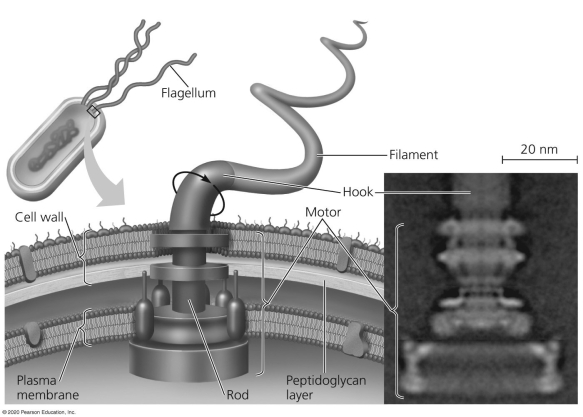 Which portion of a typical prokaryotic flagellum is embedded in the cell wall and plasma membrane?   A) a hook B) a complex  motor  C) a filament D) a pili