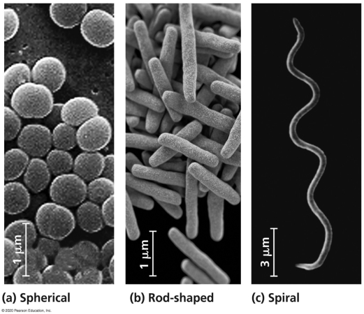   Which photograph in the figure shows the cellular structure observed in species such as Staphylococcus epidermis,Staphylococcus aureus,and Streptococcus pneumoniae? A) spherical B) rod-Shaped C) spiral