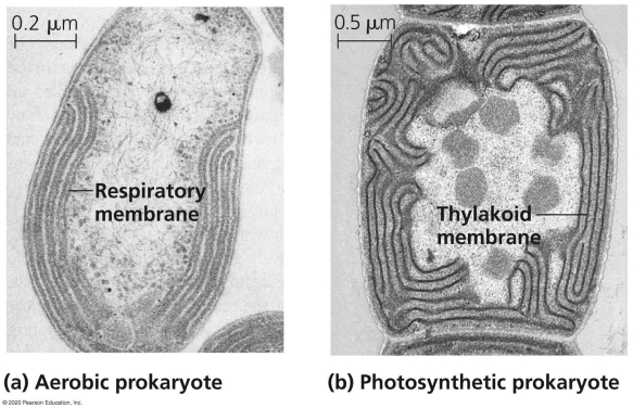   Two prokaryotes are shown in the figure that have additional cellular membranes within the plasma membrane.What functions could the respiratory membranes and the thylakoid membranes provide? A) These are both autotrophic evolutionary adaptations to allow organic molecule production. B) The respiratory membrane allows a functional electron transport chain and oxidative phosphorylation of ATP. C) The thylakoid membrane allows the fixation of CO<sub>2 </sub>during the Calvin Cycle. D) The respiratory membrane provides a location to conduct the citric acid cycle.