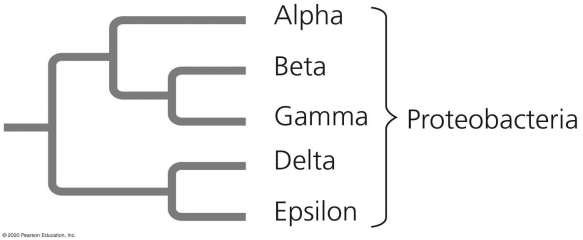   Which pair of proteobacterial subgroups shown in the figure are most closely related through evolution? A) alpha and beta B) beta and gamma C) gamma and delta D) epsilon and beta