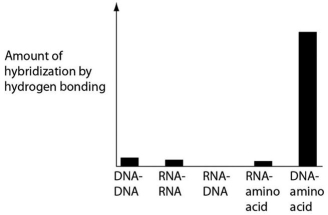 Several scientific laboratories across the globe are performing research concerning the origin of life on Earth.Suppose one of these laboratories conducts abiotic experiment(s) to test the potential for hydrogen bonding between various nucleic acids and amino acids.Which of the following results of such experiments are most consistent with our current understanding of Earth's first genetic systems? A)    B)    C)    D)   