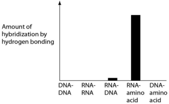 Several scientific laboratories across the globe are performing research concerning the origin of life on Earth.Suppose one of these laboratories conducts abiotic experiment(s) to test the potential for hydrogen bonding between various nucleic acids and amino acids.Which of the following results of such experiments are most consistent with our current understanding of Earth's first genetic systems? A)    B)    C)    D)   