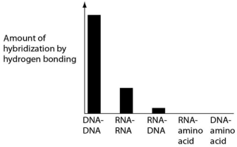 Several scientific laboratories across the globe are performing research concerning the origin of life on Earth.Suppose one of these laboratories conducts abiotic experiment(s) to test the potential for hydrogen bonding between various nucleic acids and amino acids.Which of the following results of such experiments are most consistent with our current understanding of Earth's first genetic systems? A)    B)    C)    D)   