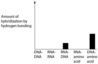 Several scientific laboratories across the globe are performing research concerning the origin of life on Earth.Suppose one of these laboratories conducts abiotic experiment(s) to test the potential for hydrogen bonding between various nucleic acids and amino acids.Which of the following results of such experiments are most consistent with our current understanding of Earth's first genetic systems? A)    B)    C)    D)   