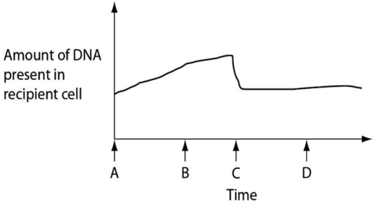 Figure 24.2 depicts changes to the amount of DNA present in a recipient cell that is engaged in conjugation with an Hfr cell.Hfr cell DNA begins entering the recipient cell at time A.Assume that reciprocal crossing over occurs (in other words,a fragment of the recipient's chromosome is exchanged for a homologous fragment from the Hfr cell's DNA) .Use Figure 24.2 to answer the following question(s) .    Figure 24.2 -How is the recipient cell different at time D than it was at time A? A) It has a greater number of genes. B) It has a greater mass of DNA. C) It has a different sequence of base pairs. D) It contains bacteriophage DNA. E) Its membrane-bound DNA pumps are inactive.