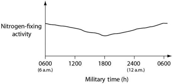 Data were collected from the heterocysts of a nitrogen-fixing cyanobacterium inhabiting equatorial ponds.Study the following figure,and choose the most likely explanation for the shape of the curve.   Figure 24.3 A) Enough O<sub>2</sub> enters heterocysts during hours of peak photosynthesis to have a somewhat inhibitory effect on nitrogen fixation. B) Light-dependent reaction rates must be highest between 1800 hours and 0600 hours. C) Atmospheric N<sub>2</sub> levels increase at night because plants are no longer metabolizing this gas,so they are not absorbing this gas through their stomata. D) Heterocyst walls become less permeable to N<sub>2</sub> influx during darkness.