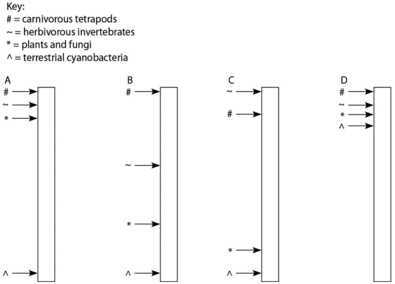   Figure 23.2 A sediment core is removed from the floor of an inland sea.The sea has been in existence,off and on,throughout the entire time that terrestrial life has existed.Researchers wish to locate and study the terrestrial organisms fossilized in this core.The core is illustrated in Figure 23.2 as a vertical column,with the top of the column representing the most recent strata and the bottom representing the time when land was first colonized by life.Assuming the existence of fossilized markers for each of the following chemicals,what is the sequence in which they should be found in this sediment core,working from ancient sediments to recent sediments? 1) chitin coupled with protein 2) chlorophyll 3) bone 4) cellulose A) 2,4,3,1 B) 2,4,1,3 C) 4,2,1,3 D) 4,2,3,1