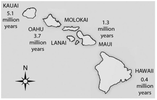   Figure 23.3 -Hawaii is the most southeastern of the seven islands and is also closest to the seafloor spreading center from which the Pacific plate originates,which lies about 5,600 km farther to the southeast.Assuming equal sedimentation rates,what should be the location of the thickest sediment layer and,thus,the area with the greatest diversity of fossils above the oceanic crust? A) between the island of Hawaii and the seafloor spreading center B) around the base of the island of Hawaii C) around the base of Kauai,the oldest of the Hawaiian Islands D) where the islands are most concentrated (highest number of islands per unit surface area) 