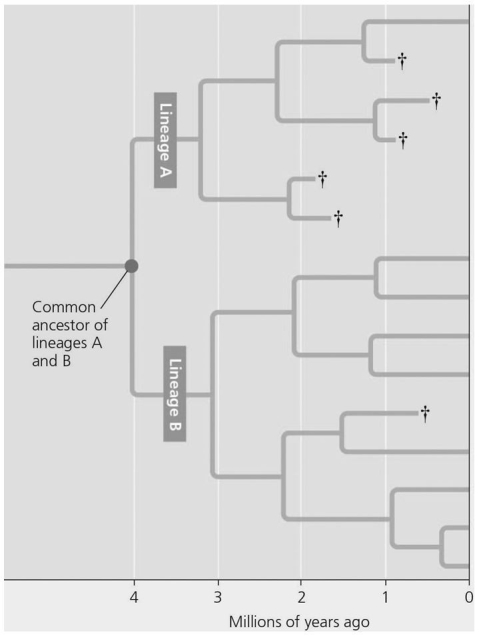   This evolutionary tree shows the influence of speciation and extinction on the diversity of life.After 2 million years,lineage A had a(n) ________ rate of speciation and ________ extinction rates compared to lineage B. A) higher;lower B) lower;higher C) increased;decreased D) improved;enhanced