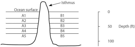 Please use the following information to answer the questions below. In the ocean,on either side of the Isthmus of Panama,are 30 species of snapping shrimp;some are shallow-water species,and others are adapted to deep water.There are 15 species on the Pacific side and 15 different species on the Atlantic side.The Isthmus of Panama started rising about 10 million years ago. In Figure 22.1,the isthmus separates the Pacific Ocean on the left (side from the Atlantic Ocean on the right (side B) .The seawater on either side of the isthmus is separated into five depth habitats (15) ,with 1 being the shallowest.    Figure 22.1 -In which habitat should you find snapping shrimp most closely related to shrimp that live in habitat A4? A) A3 B) A5 C) B4 D) either A3 or A5 E) any species from any one of the side A habitats