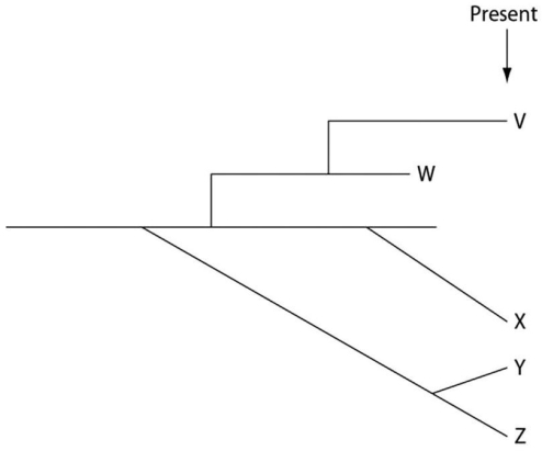 The following questions refer to the evolutionary tree in Figure 22.4,whose horizontal axis represents time (present time is on the far right) and whose vertical axis represents morphological change.    Figure 22.4 -Which of these five species is the extant (that is,not extinct) species that is most closely related to species X,and why is this so? A) V;shared a common ancestor with X most recently B) W;shared a common ancestor with X most recently C) Y;arose before X D) Z;shared a common ancestor with X