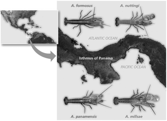   Figure 22.5 Which of the following is evidence for allopatric speciation by the formation of the Isthmus of Panama? A) One species of the sister species lives on the Pacific side. B) Genetic analyses indicate time of origin. C) Sister species diverge first. D) Coordination of geological evidence demonstrated species divergence.