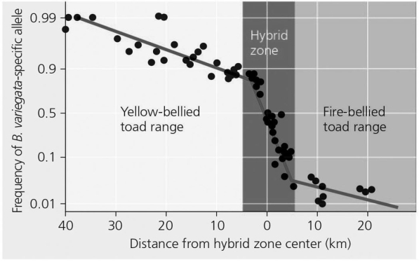   Figure 22.6 A hybrid zone is indicated by plotting the frequency of the yellow-belly allele across the distance from the center of the hybrid zone.What is the gene frequency of the fire-bellied toad 20 km from the hybrid zone center? A) 1 B) 0 C) 0) 1 D) 10