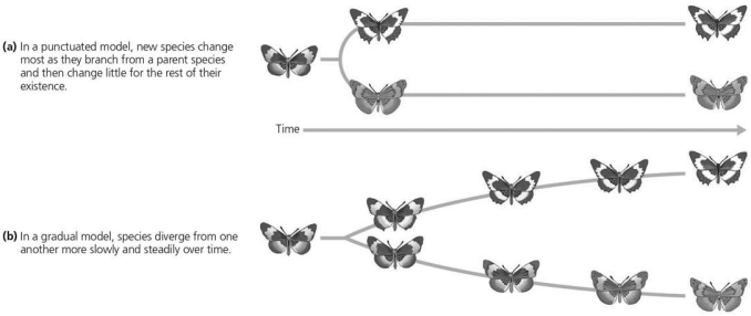   Figure 22.7 -Two models for the speed of speciation are based on patterns in the fossil record.Which of the following statements describes the gradual model of evolution? A) Species steadily diverge from one another. B) New species change suddenly. C) Periods of stasis are punctuated by change. D) There is absence of intermediate fossils.