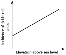 <strong>Anopheles mosquitoes,which carry the malaria parasite,cannot live above elevations of 5,900 feet.In addition,oxygen availability decreases with higher altitude.Consider a hypothetical human population that is adapted to life on the slopes of Mt.Kilimanjaro in Tanzania,a country in equatorial Africa.Mt.Kilimanjaro's base is about 2,600 feet above sea level,and its peak is 19,341 feet above sea level.If the incidence of the sickle-cell allele in the population is plotted against altitude (feet above sea level),which of the following distributions is most likely,assuming little migration of people up or down the mountain?</strong> A)   B)   C)   D)   <div style=padding-top: 35px> 