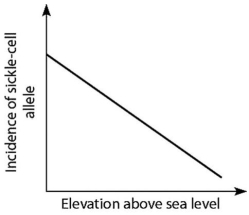 <strong>Anopheles mosquitoes,which carry the malaria parasite,cannot live above elevations of 5,900 feet.In addition,oxygen availability decreases with higher altitude.Consider a hypothetical human population that is adapted to life on the slopes of Mt.Kilimanjaro in Tanzania,a country in equatorial Africa.Mt.Kilimanjaro's base is about 2,600 feet above sea level,and its peak is 19,341 feet above sea level.If the incidence of the sickle-cell allele in the population is plotted against altitude (feet above sea level),which of the following distributions is most likely,assuming little migration of people up or down the mountain?</strong> A)   B)   C)   D)   <div style=padding-top: 35px> 