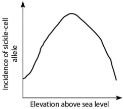 <strong>Anopheles mosquitoes,which carry the malaria parasite,cannot live above elevations of 5,900 feet.In addition,oxygen availability decreases with higher altitude.Consider a hypothetical human population that is adapted to life on the slopes of Mt.Kilimanjaro in Tanzania,a country in equatorial Africa.Mt.Kilimanjaro's base is about 2,600 feet above sea level,and its peak is 19,341 feet above sea level.If the incidence of the sickle-cell allele in the population is plotted against altitude (feet above sea level),which of the following distributions is most likely,assuming little migration of people up or down the mountain?</strong> A)   B)   C)   D)   <div style=padding-top: 35px> 