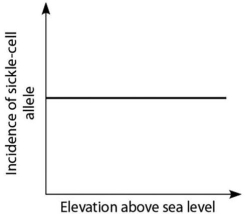 <strong>Anopheles mosquitoes,which carry the malaria parasite,cannot live above elevations of 5,900 feet.In addition,oxygen availability decreases with higher altitude.Consider a hypothetical human population that is adapted to life on the slopes of Mt.Kilimanjaro in Tanzania,a country in equatorial Africa.Mt.Kilimanjaro's base is about 2,600 feet above sea level,and its peak is 19,341 feet above sea level.If the incidence of the sickle-cell allele in the population is plotted against altitude (feet above sea level),which of the following distributions is most likely,assuming little migration of people up or down the mountain?</strong> A)   B)   C)   D)   <div style=padding-top: 35px> 