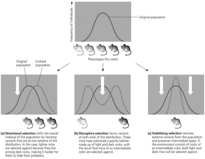 Please use the following information to answer the question(s) below.    -Examining the figure,which type of selection has two peaks of frequency of individuals? A) directional selection B) disruptive selection C) stabilizing selection D) natural selection