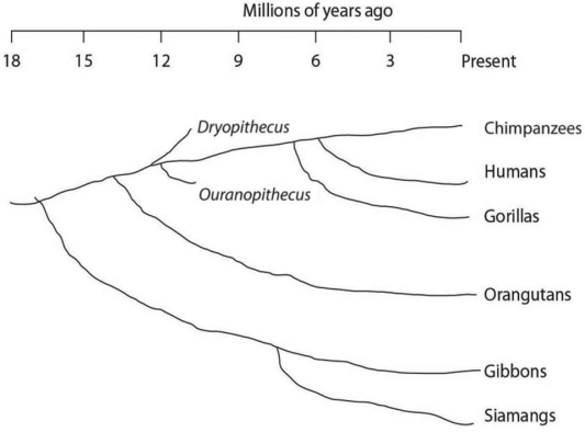   Figure 20.2 -Using the phylogeny drawn in Figure 20.2,taken together,the lesser apes (gibbons and siamangs) and great apes (chimpanzees,gorillas,and orangutans) shared a common ancestor most recently with other members of their A) order,about 17 million years ago. B) genus,about 6 million years ago. C) family,about 13 million years ago. D) subfamily,about 7 million years ago.