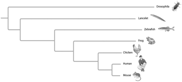   Figure 20.3 -In Figure 20.3,phylogeny branch lengths represent genetic changes.Which organism on the tree has undergone the most genetic changes since divergence from common ancestor? A) mouse B) human C) chicken D) Drosophila