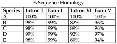 This question refers to Table 20.1,which compares the % sequence homology of four different parts (two introns and two exons) of a gene found in five different eukaryotic species.Each part is numbered to indicate its distance from the promoter (for example,intron I is the one closest to the promoter) .The data reported for species A were obtained by comparing DNA from one member of species A to the DNA of another member of species A.    Table 20.1 -Based on the tabular data,and assuming that time advances vertically,which cladogram (a type of phylogenetic tree) is the most likely depiction of the evolutionary relationships among these five species? A)    B)    C)    D)   