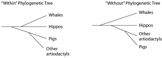 Please use the following information to answer the questions below. Traditionally,whales and hippopotamuses have been classified in different orders,the Cetacea and the Artiodactyla,respectively.Recent molecular evidence,however,indicates that the whales' closest living relatives are the hippos.This has caused some zoologists to lump the two orders together into a single clade,the Cetartiodactyla.There is no consensus on whether the Cetartiodactyla should be accorded order status or superorder status.This is because it remains unclear whether the whale lineage diverged from the lineage leading to the hippos before or after the other members of the order Artiodactyla (pigs,camels,etc. ) diverged (see Figure 20.5) .    Figure 20.5 -What can be properly inferred from Figure 20.5? A) In the  without  tree,pigs are more distantly related to hippos than is depicted in the  within  tree. B) In the  without  tree,pigs are more closely related to hippos than are whales. C) In the  within  tree,pigs are more closely related to whales than they are to hippos. D) The  without  tree is more consistent with molecular evidence than is the  within  tree.