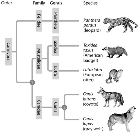 In Figure 20.6 below,which similarly inclusive taxon descended from the same common ancestor as Canidae?   Figure 20.6 A) Felidae B) Mustelidae C) Carnivora D) Lutra