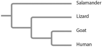 Based on the tree below,which statement is not correct?   A) The salamander lineage is a basal taxon. B) Salamanders are a sister group to the group containing lizards,goats,and humans. C) Salamanders are as closely related to goats as to humans. D) Lizards are more closely related to salamanders than to humans.