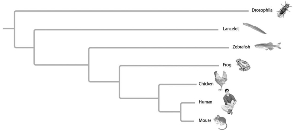 The relative lengths of the frog and mouse branches in the phylogenetic tree in the figure below indicate that   Figure 20.7 A) frogs evolved before mice. B) mice evolved before frogs. C) the homolog has evolved more rapidly in mice. D) the homolog has evolved more slowly in mice.