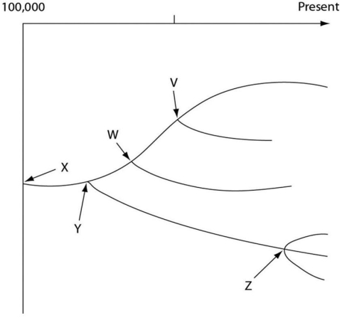 Examine the evolutionary tree.The horizontal axis of the cladogram depicted below is a timeline that extends from 100,000 years ago to the present;the vertical axis represents nothing in particular.The labeled branch points on the tree (V-Z) represent various common ancestors.Let's say that only since 50,000 years ago has there been enough variation between the lineages depicted here to separate them into distinct species,and only the tips of the lineages on this tree represent distinct species.    -Which pair would probably have agreed with the process that is depicted by this tree? A) Cuvier and Lamarck B) Lamarck and Wallace C) Aristotle and Lyell D) Wallace and Linnaeus