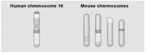   -The figure above shows a diagram of blocks of genes on human chromosome 16 and the locations of blocks of similar genes on four chromosomes of the mouse.Which of the following descriptions represents another example of the same phenomenon that is responsible for the rearrangements depicted in the figure above? A) the apparent fusion between two chromosome pairs of primates such as chimpanzees to form the ancestor of human chromosome 2 B) the difference in the numbers of chromosomes in five species of one genus of birds C) the formation of several pseudogenes in the globin gene family subsequent to human divergence from other primates D) the high frequency of polyploidy in many species of angiosperms