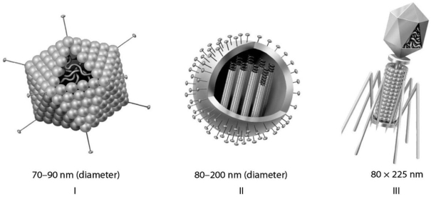   -Which of the three types of viruses shown in the figure above would you expect to include glycoproteins as part of their overall structure? A) I only B) II only C) III only D) I and II only
