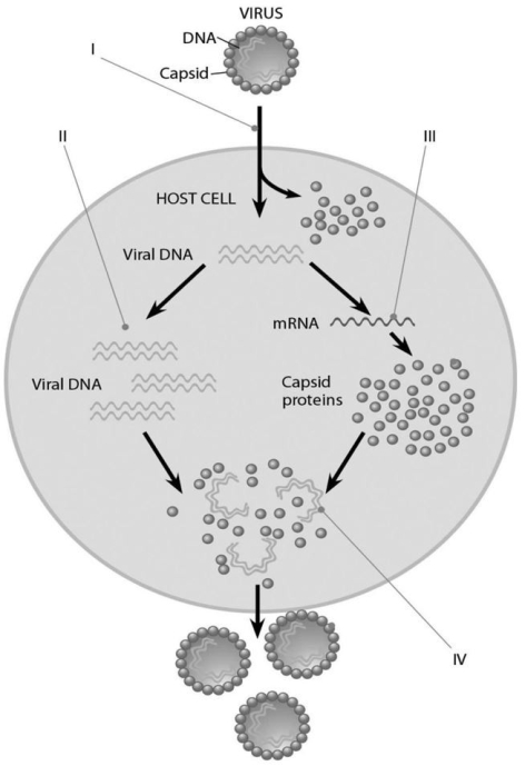   -In the figure above,when new viruses are being assembled during the step labeled IV,how is the assembly of the new virus particles completed? A) by host cell chaperones B) by assembly proteins coded for by the host nucleus C) by assembly proteins coded for by the viral genes D) the proteins self-assemble