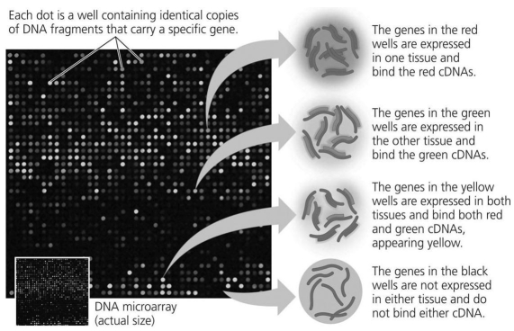   In the microarray shown in the figure above,if you were searching for genes whose expression was inhibited by hormone treatment,you would search for sequences spotted on the array that showed what level of fluorescence? A) none B) high levels C) green D) red