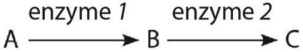   -Examine the simple metabolic pathway in the figure above.According to Beadle and Tatum's hypothesis,how many genes are necessary for this pathway? A) 0 B) 1 C) 2 D) 3
