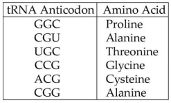 A part of an mRNA molecule with the following sequence is being read by a ribosome: 5'-CCG-ACG-3' (mRNA) .The charged transfer RNA molecules shown in the figure below (with their anticodons shown in the 3' to 5' direction) are available.Two of them can correctly match the mRNA so that a dipeptide can form.   The dipeptide that will form will be A) cysteine-alanine. B) proline-threonine. C) glycine-cysteine. D) alanine-alanine.