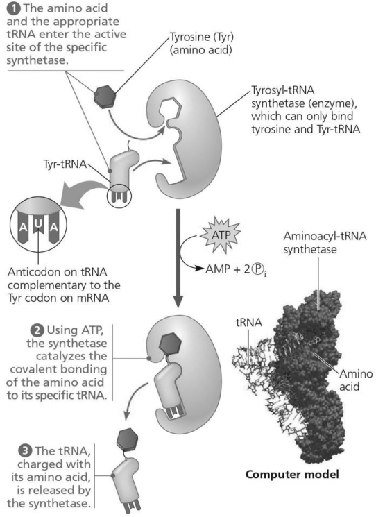 Using the figure below,identify a 5' → 3' sequence of nucleotides in the DNA template strand for an mRNA coding for the polypeptide sequence Phe-Pro-Lys.   Figure 14.6 A) 5′-UUUCCCAAA-3′ B) 5′-GAACCCCTT-3′ C) 5′-CTTCGGGAA-3′ D) 5′-AAACCCUUU-3′