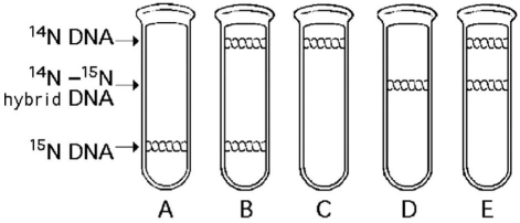   -In the late 1950s,Meselson and Stahl grew bacteria in a medium containing  heavy  (radioactive) nitrogen (<sup>15</sup>N) and then transferred them to a medium containing <sup>14</sup>N,which is a nonradioactive form of nitrogen.They then extracted DNA from the bacteria and centrifuged it to separate the DNA of different densities.Which of the results in figure above would be expected after one round of DNA replication in the presence of <sup>14</sup>N? A) A B) B C) C D) D
