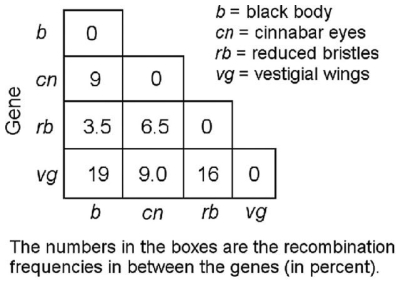   In a series of mapping experiments,the recombination frequencies for four different linked genes of Drosophila were determined as shown in the figure above.Based on these frequencies,what is the order of these genes on a chromosome map? A) rb-cn-vg-b B) vg-b-rb-cn C) cn-rb-b-vg D) b-rb-cn-vg