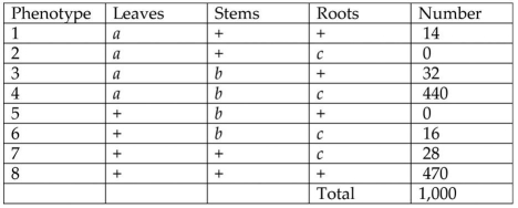 <strong>A plantlike organism on the planet Pandora can have three recessive genetic traits: bluish leaves,due to an allele (a)of gene A;a feathered stem,due to an allele (b)of gene B;and hollow roots,due to an allele (c)of gene C.The three genes are linked and recombine. A geneticist did a testcross with an organism that had been found to be heterozygous for the three recessive traits and was able to identify progeny of the phenotypic distribution (+ = wild type)shown in the figure below. The greatest distance among the three genes is between a and c.What does this mean?</strong> A)Gene c is between a and b. B)Genes are in the order: a-b-c. C)Gene a is not recombining with c. D)Gene a is between b and c.