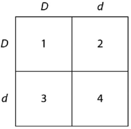   -In a particular plant,leaf color is controlled by gene locus D.Plants with at least one D allele have dark green leaves,and plants with the homozygous recessive dd genotype have light green leaves.A true-breeding dark-leaved plant is crossed with a light-leaved one,and the F<sub>1</sub> offspring is allowed to self-pollinate.The predicted outcome of the F<sub>2</sub> is diagrammed in the Punnett square shown in the figure above,where 1,2,3,and 4 represent the genotypes corresponding to each box within the square.Which of the boxes marked 1-4 correspond(s) to plants with dark leaves? A) 1 only B) 1 and 2 C) 2 and 3 D) 1,2,and 3