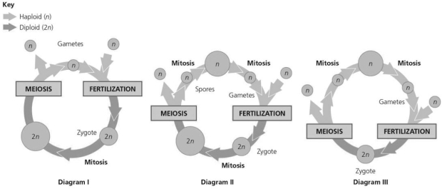   Figure 10.6 -Refer to Figure 10.6 above.Which of the progression of events listed corresponds to the series of events that occurs in the life cycle of animals? A) zygote,mitosis,gametophyte,mitosis,fertilization,zygote,mitosis B) diploid multicellular organism,meiosis,fertilization,zygote,mitosis C) fertilization,mitosis,multicellular haploid,mitosis,spores,sporophyte D) gametophyte,meiosis,zygote,spores,sporophyte,zygote