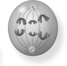   Which phase of meiosis is represented in the figure above? A) anaphase I B) anaphase II C) prophase I D) telophase I