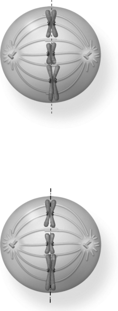   Which phase of meiosis is represented in the figure above? A) metaphase I B) anaphase II C) prophase I D) metaphase II