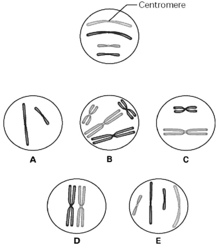   -The unlettered circle at the top of the figure above shows a diploid nucleus with four chromosomes that have not yet replicated.There are two pairs of homologous chromosomes,one long and the other short.One haploid set is black,and the other is gray.The circles labeled A-E show various combinations of these chromosomes.Which image displays the chromosomal composition of one daughter nucleus at telophase of mitosis? A) A B) B C) C D) D E) E